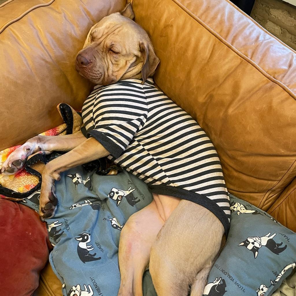 Enlarge Pippen, a Adoptable mixed breed in Chicago, IL image 5/6