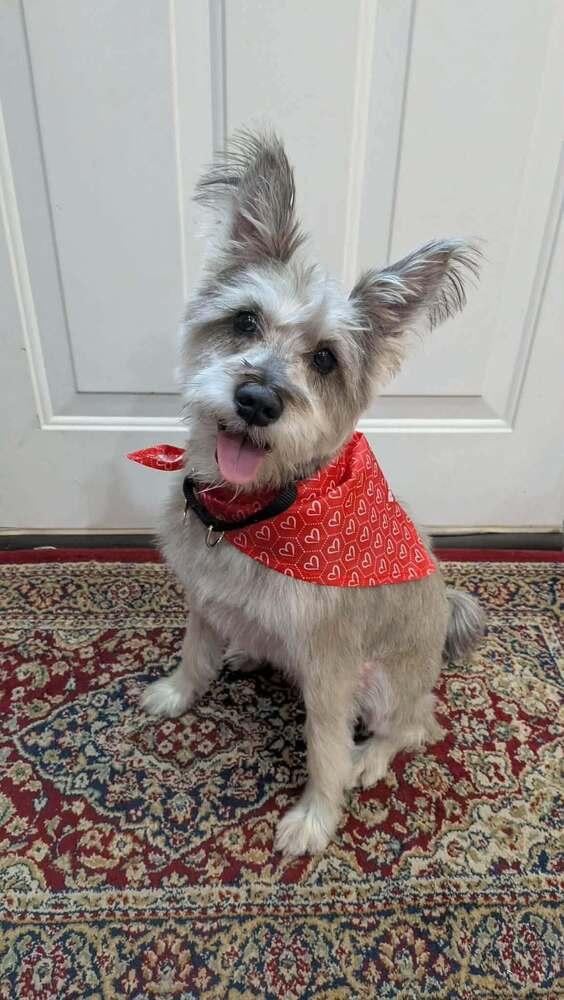 Pink Lemonade, Adoptable, Adult Female Schnauzer.