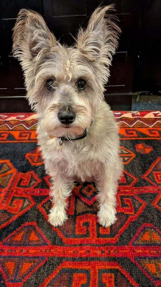 Enlarge Pink Lemonade, a Adoptable Schnauzer in Wayne, NJ image 2/2