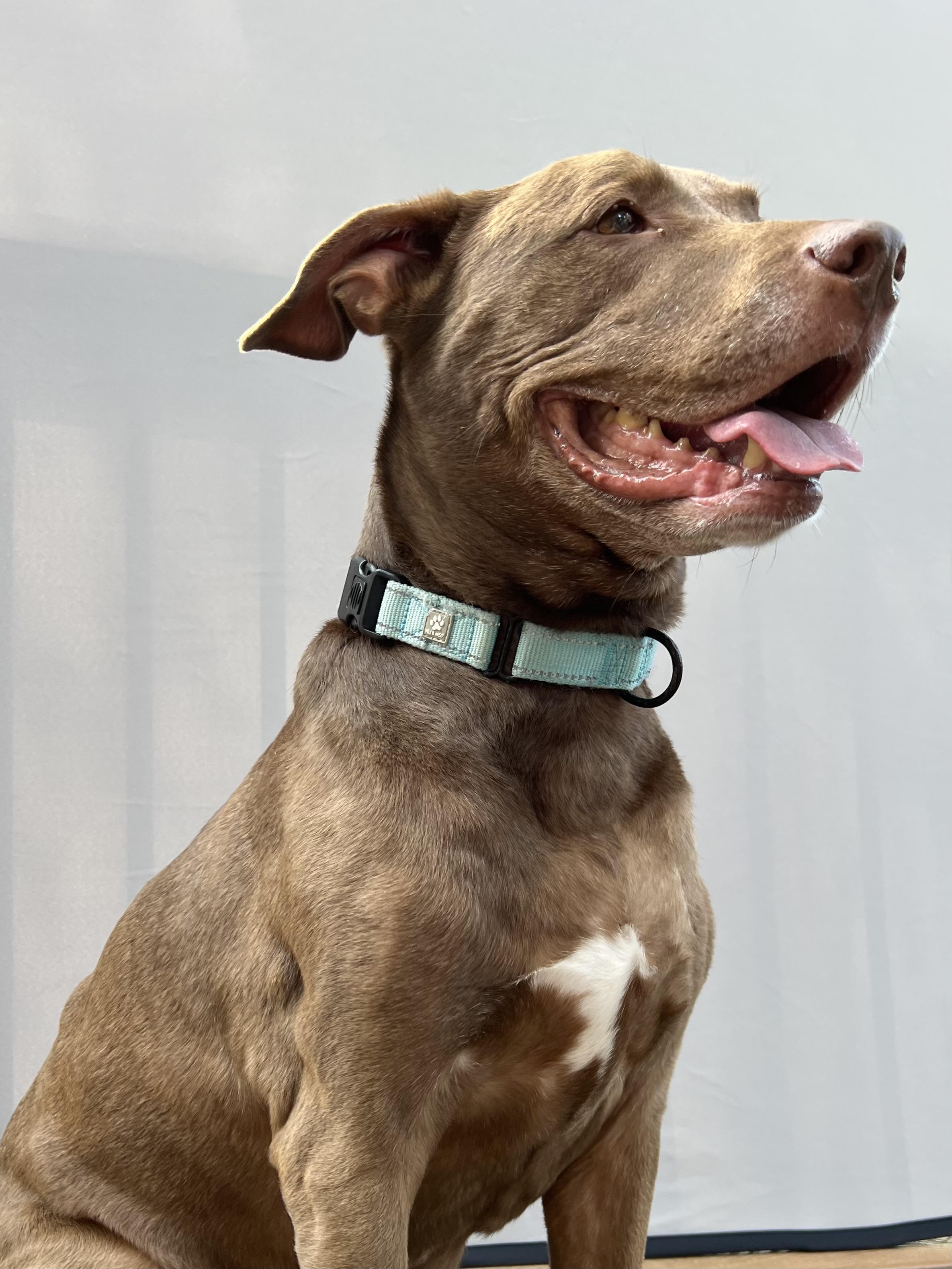 Enlarge Duchess, a Adoptable mixed breed in Parkton, MD image 4/6