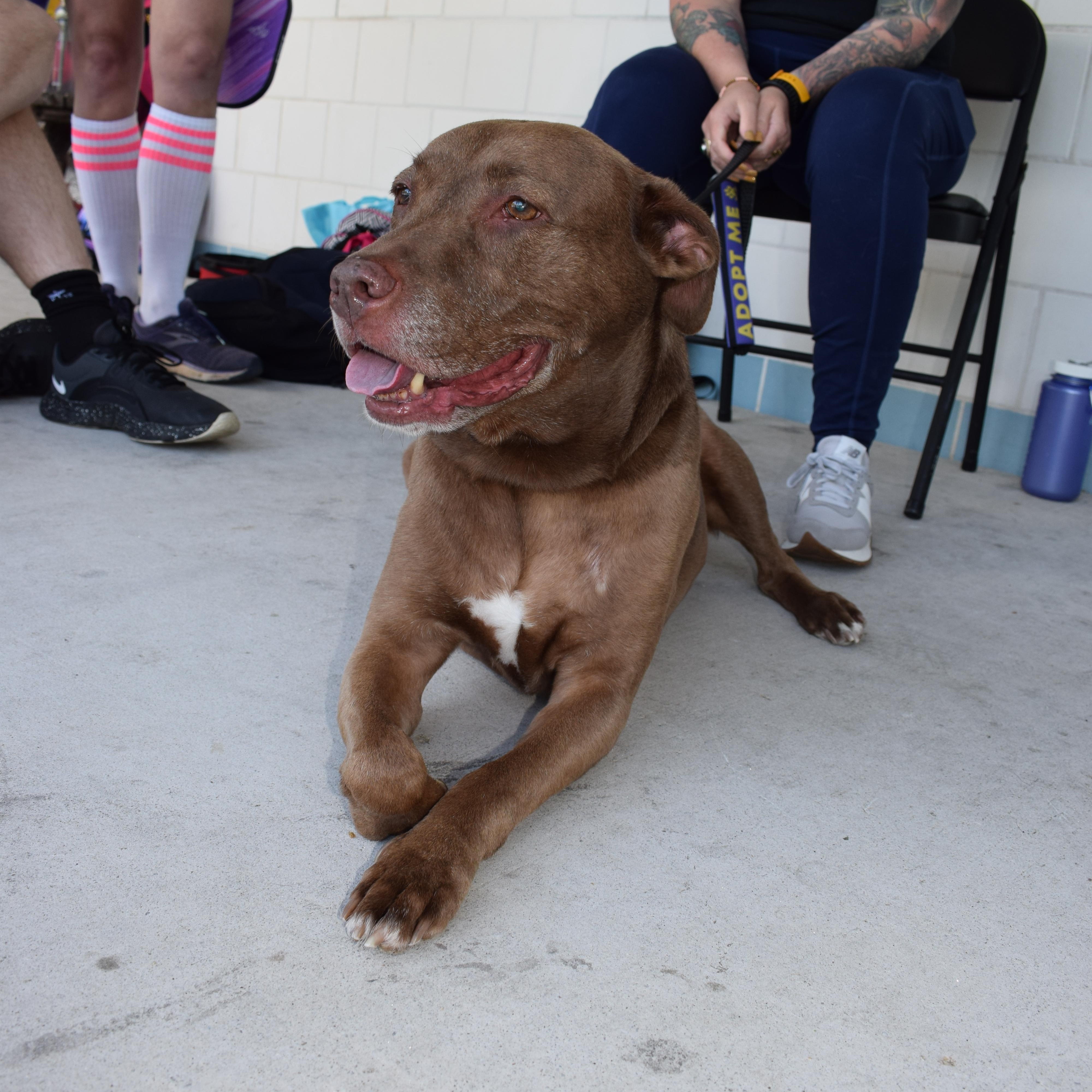 Enlarge Duchess, a Adoptable mixed breed in Parkton, MD image 3/6