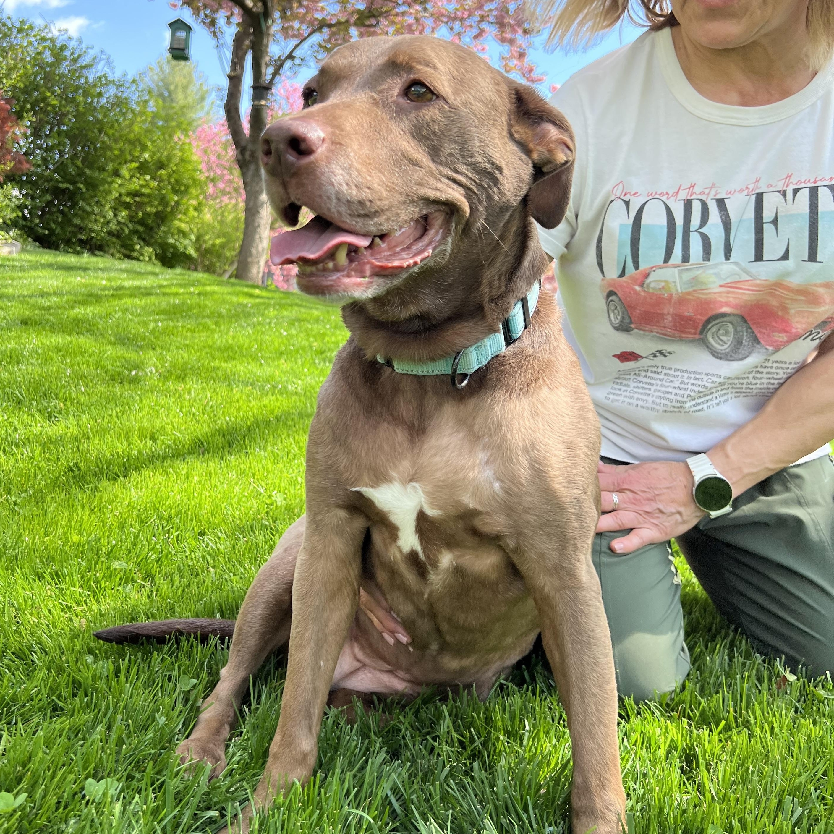 Enlarge Duchess, a Adoptable mixed breed in Parkton, MD image 6/6