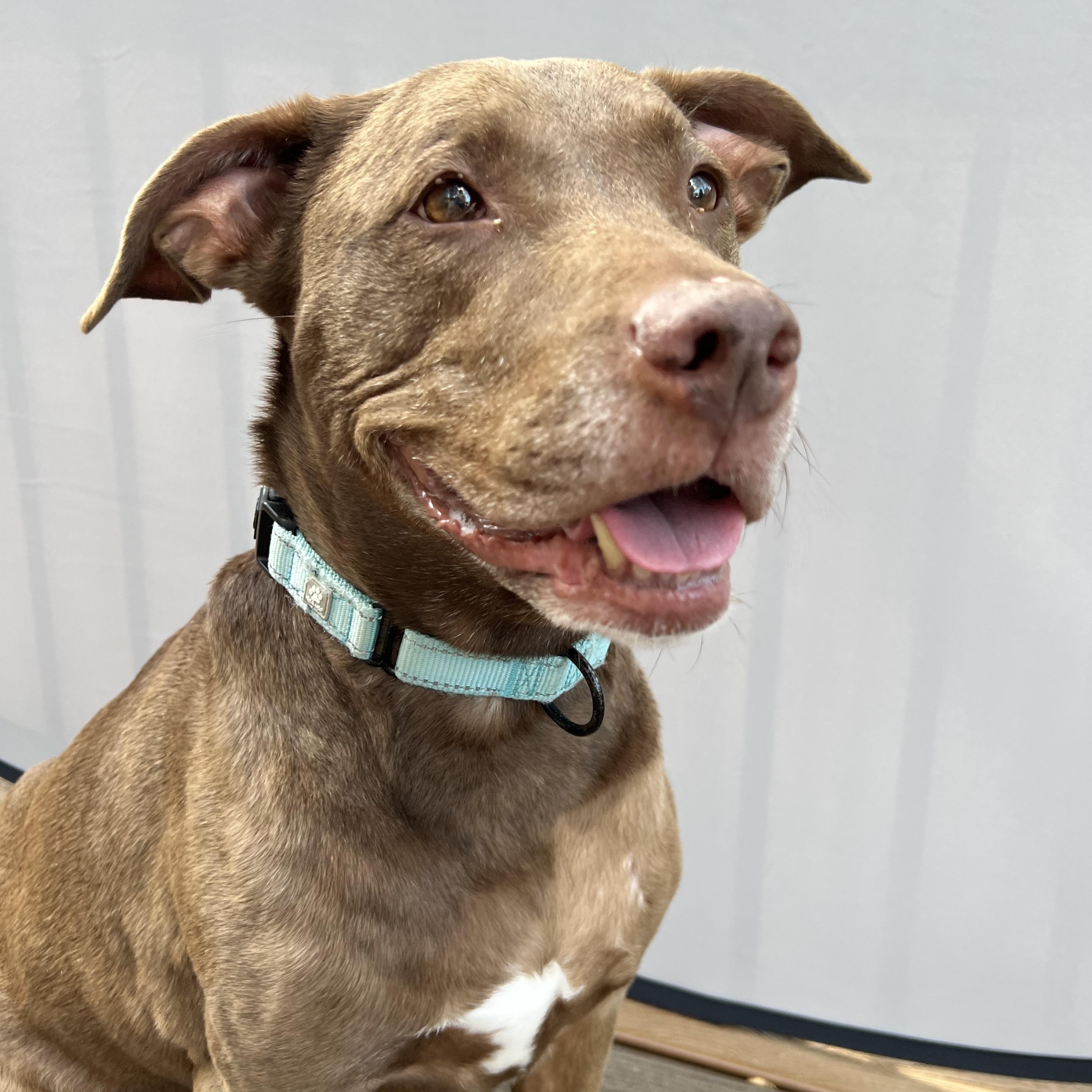 Enlarge Duchess, a Adoptable mixed breed in Parkton, MD image 5/6