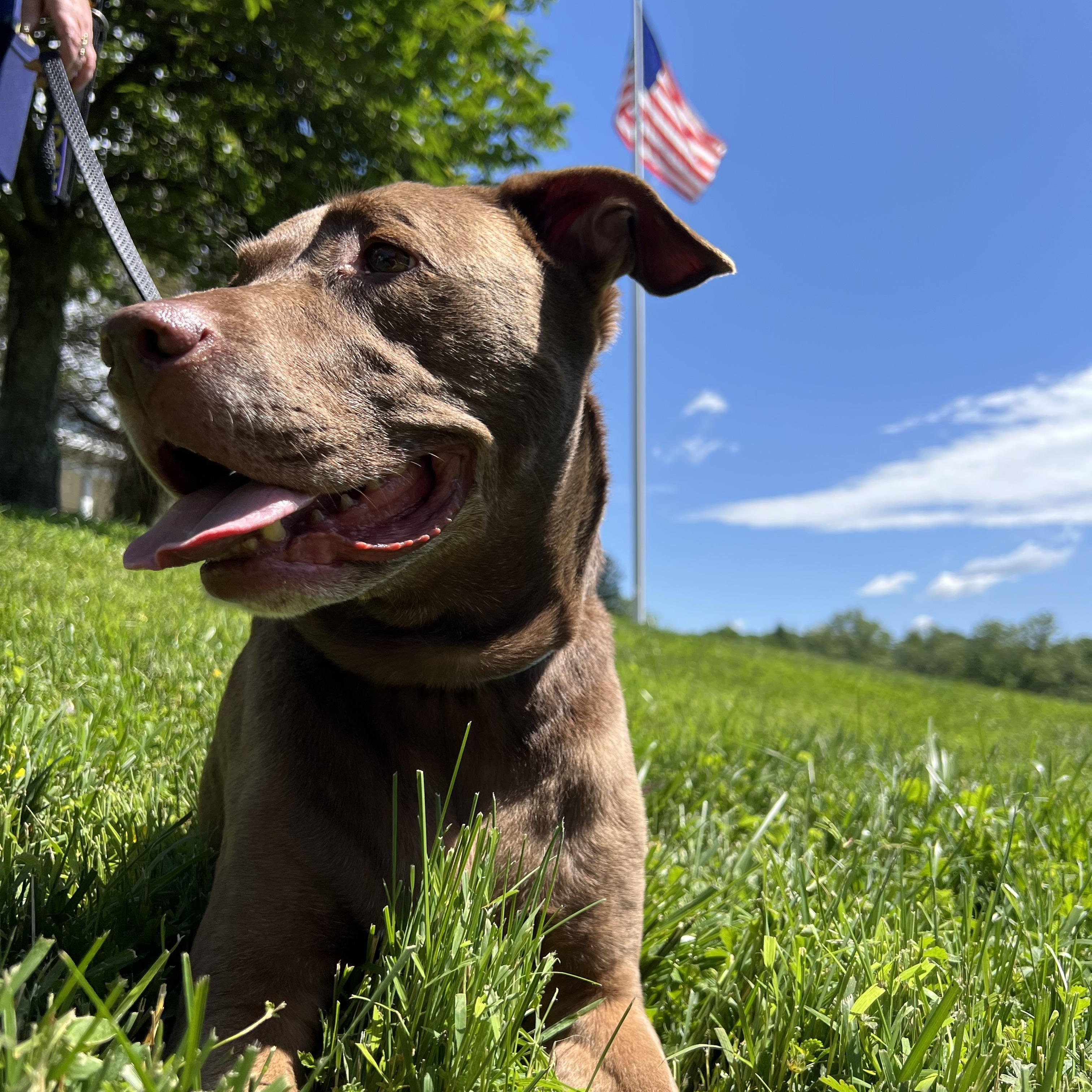 Enlarge Duchess, a Adoptable mixed breed in Parkton, MD image 2/6