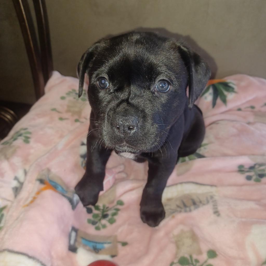 Enlarge 26Hyacinth, a ADOPTABLE mixed breed in Shingle Springs, CA image 2/2