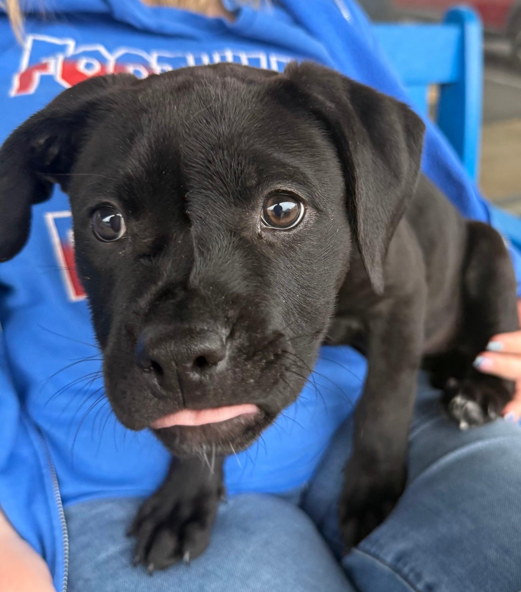 26Hyacinth, ADOPTABLE, Puppy Female Labrador Retriever.