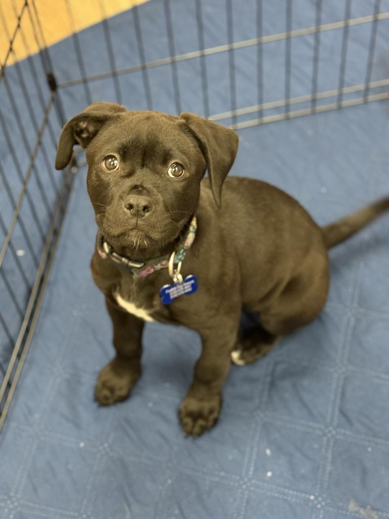 Enlarge 26Hyacinth, a ADOPTABLE mixed breed in Shingle Springs, CA image 2/4