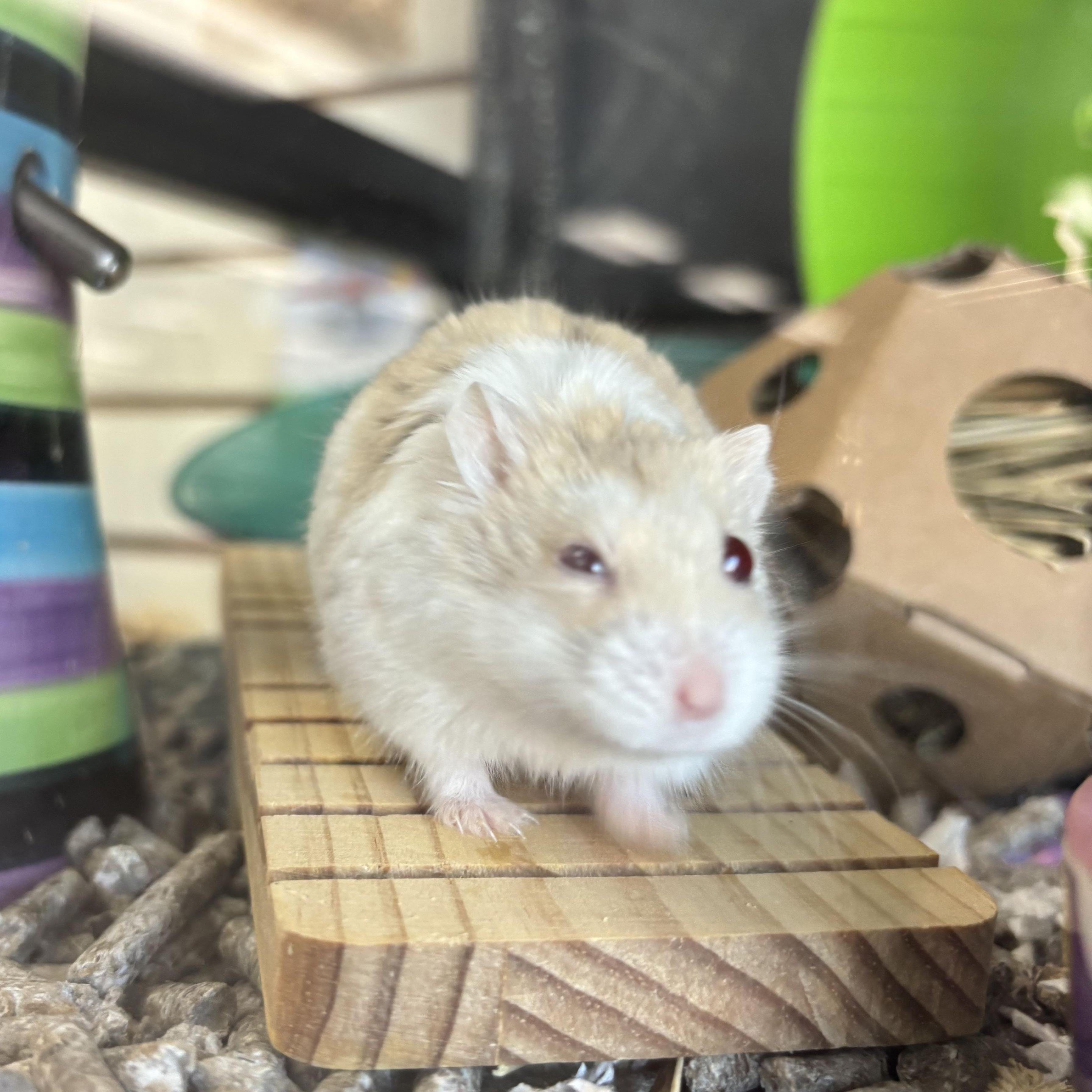 Webster, an adopted mixed breed in Appleton, WI image 1/2