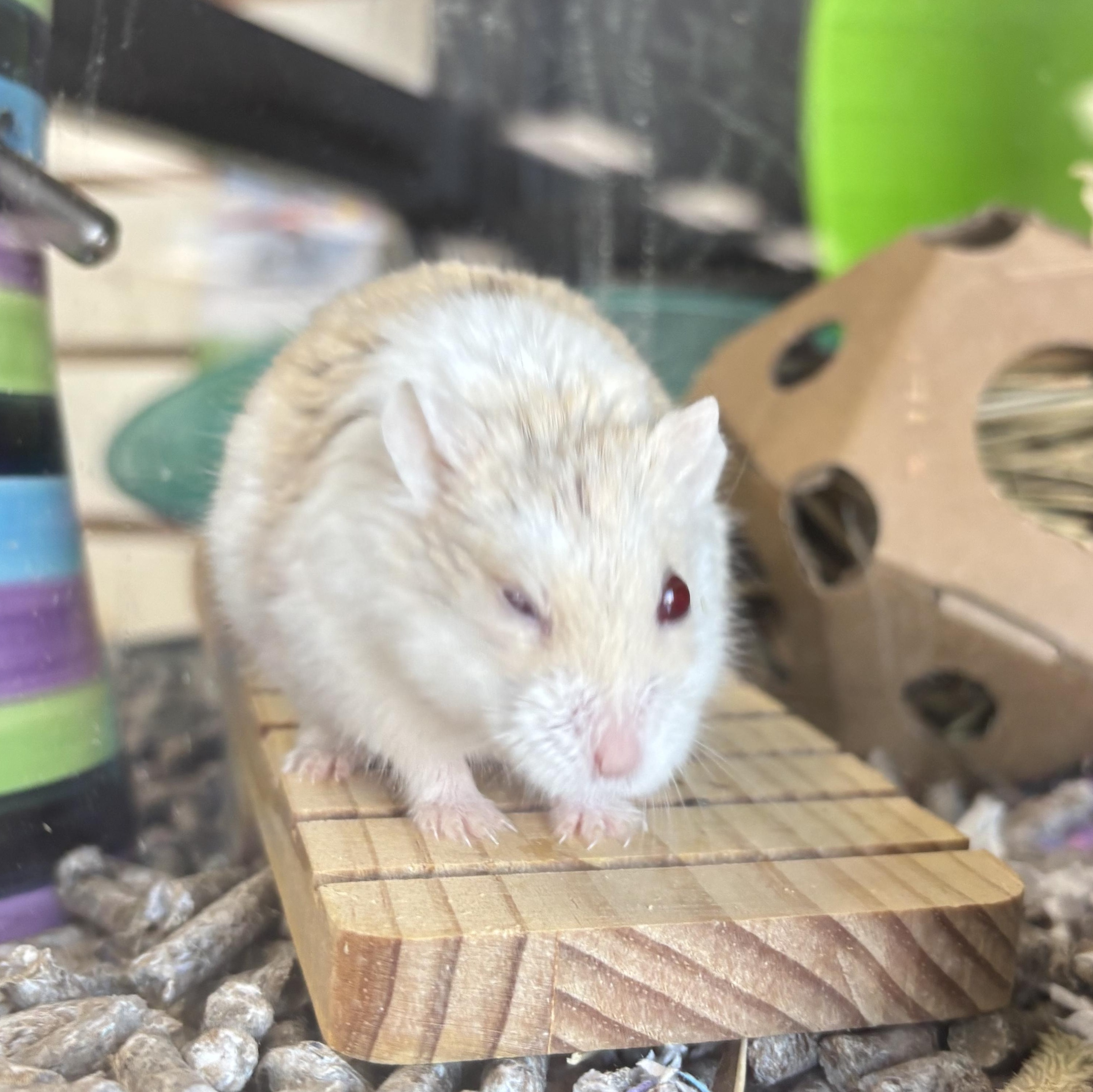 Webster, an adopted mixed breed in Appleton, WI image 2/2