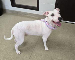 Enlarge Petey Anne, a Adoptable Pit Bull Terrier in Bucyrus, OH image 5/5