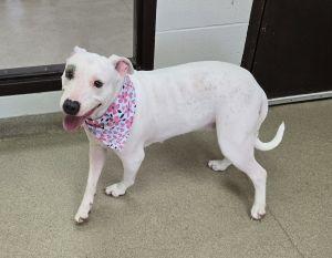 Enlarge Petey Anne, a Adoptable Pit Bull Terrier in Bucyrus, OH image 2/5