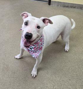 Enlarge Petey Anne, a Adoptable Pit Bull Terrier in Bucyrus, OH image 1/5