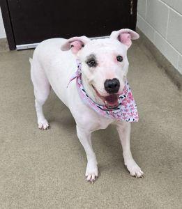 Enlarge Petey Anne, a Adoptable Pit Bull Terrier in Bucyrus, OH image 3/5