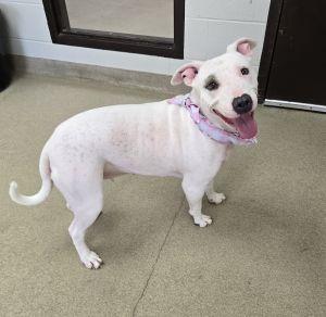 Enlarge Petey Anne, a Adoptable Pit Bull Terrier in Bucyrus, OH image 4/5