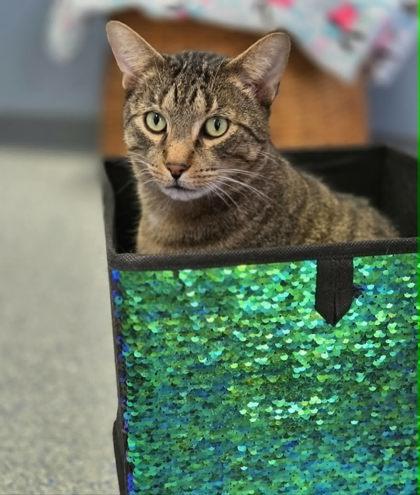 Bello (Leuk +) — thumbnail 2