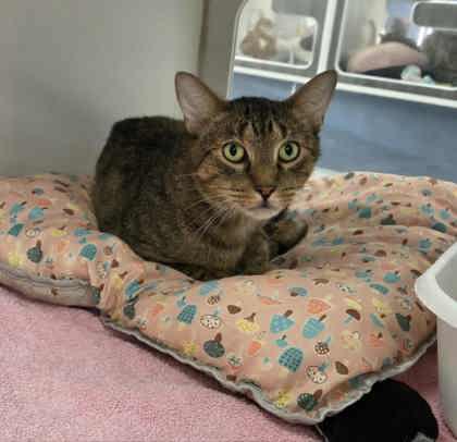 Bello (Leuk +) — thumbnail 3