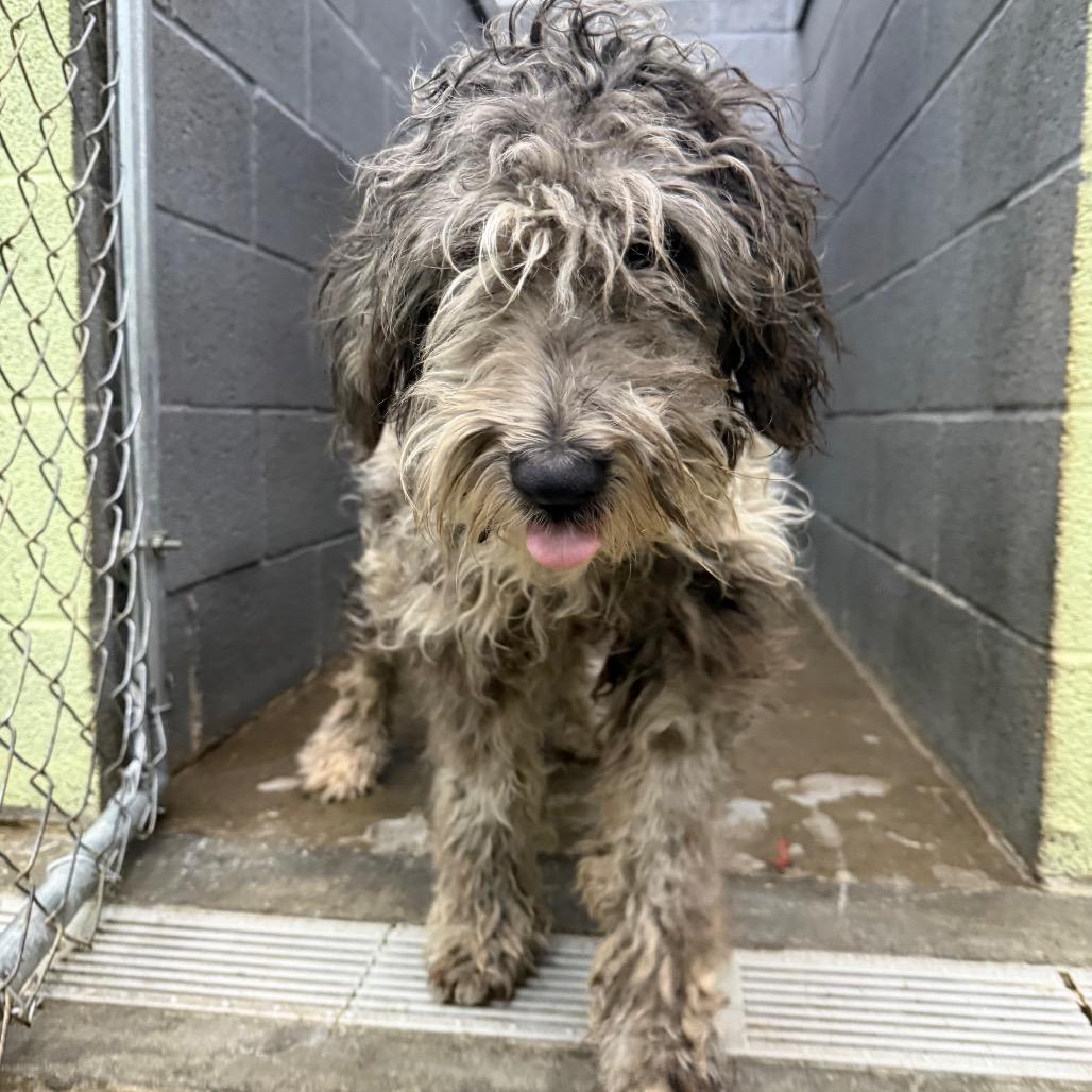 Josie, Adoptable, Young Female Mixed Breed.