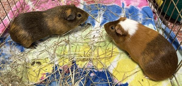 Man (companion To Ban), Adoptable, Adult Male Guinea Pig.