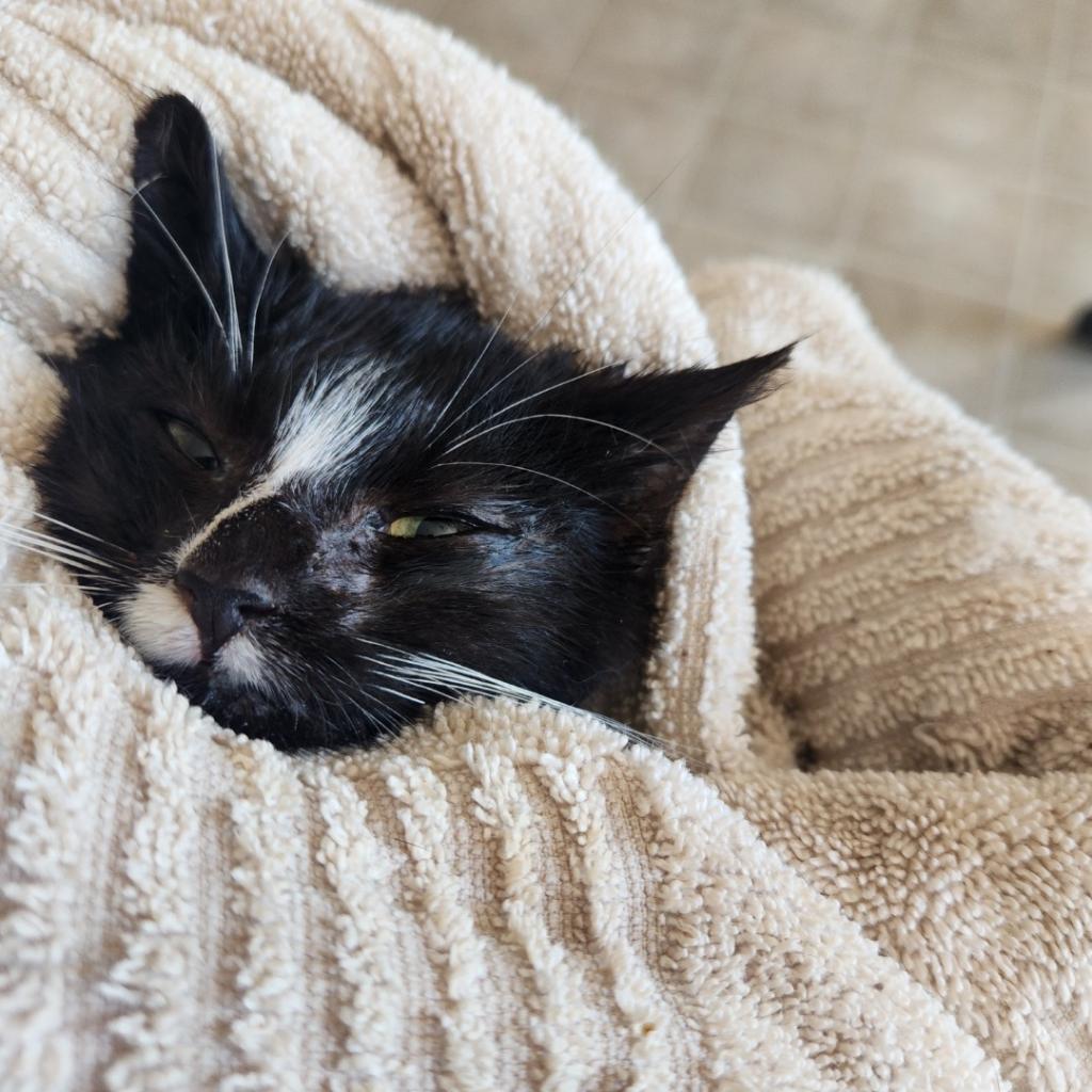 Luca Ryman, Adoptable, Young Female Domestic Short Hair.