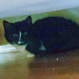 Enlarge Luca Ryman, a Adoptable Domestic Short Hair in Woodstock, VA image 2/3