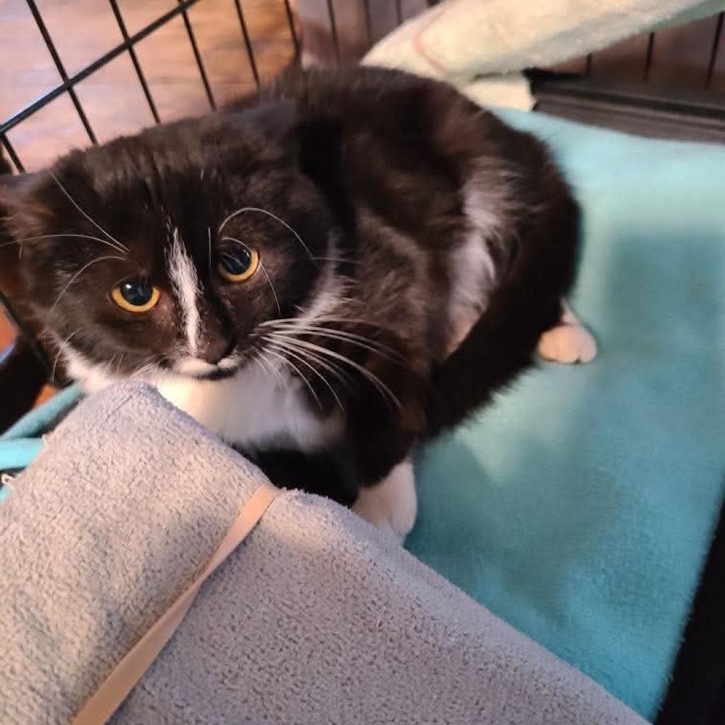 Enlarge Luca Ryman, a Adoptable Domestic Short Hair in Woodstock, VA image 3/3