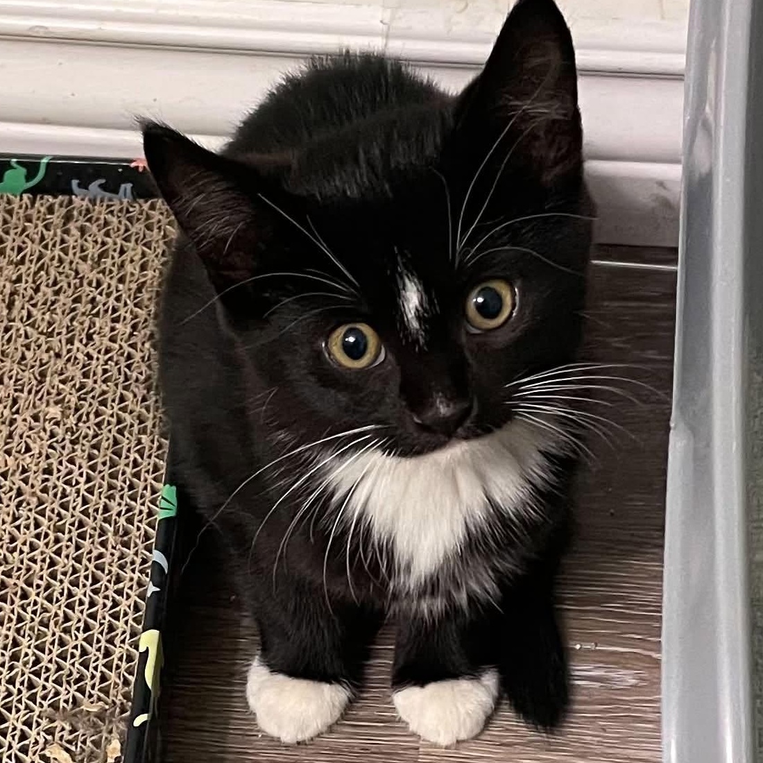 Yves - A Sweet Girl - Adoptable Pet | Petfinder