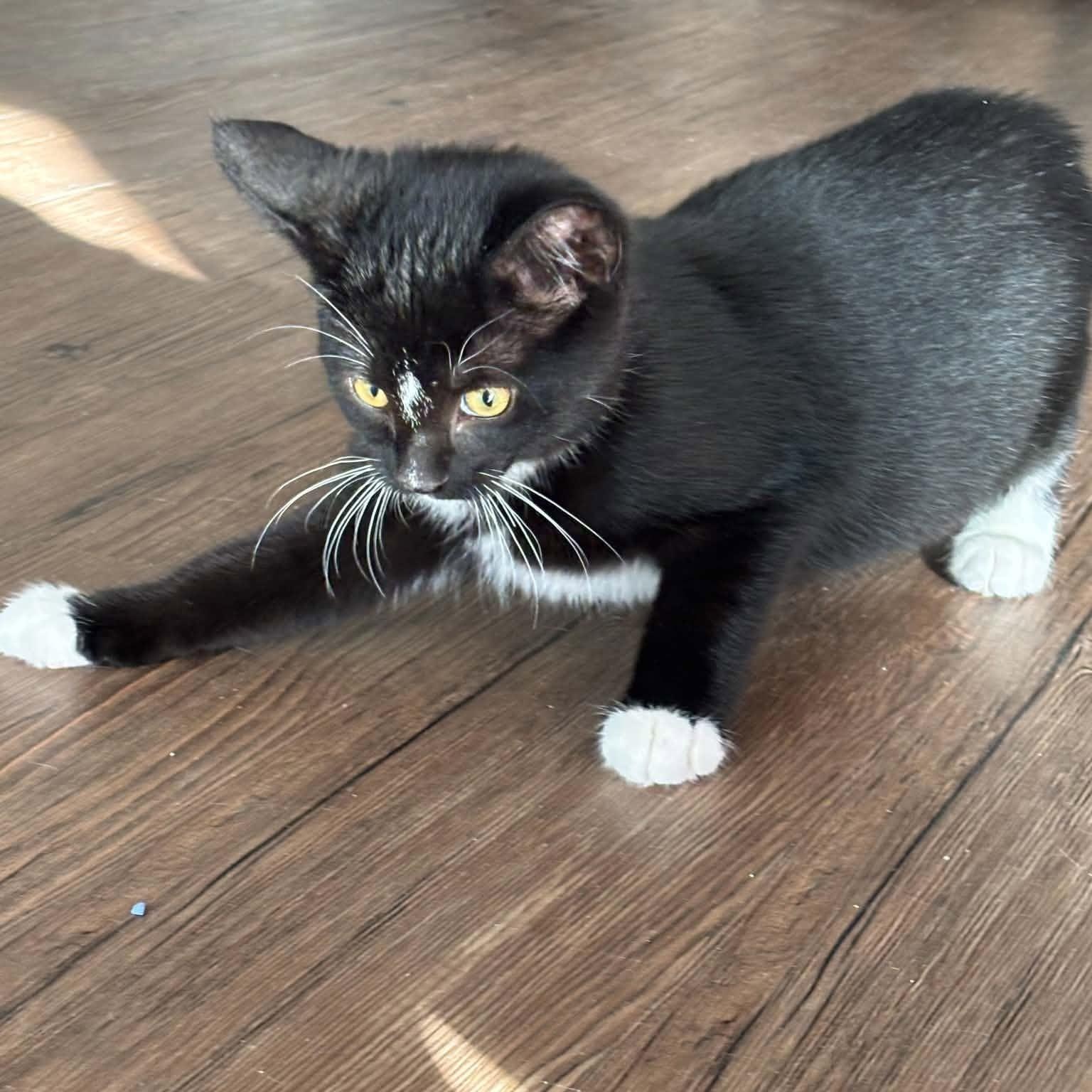 Yves - A Sweet Girl - Adoptable Pet | Petfinder