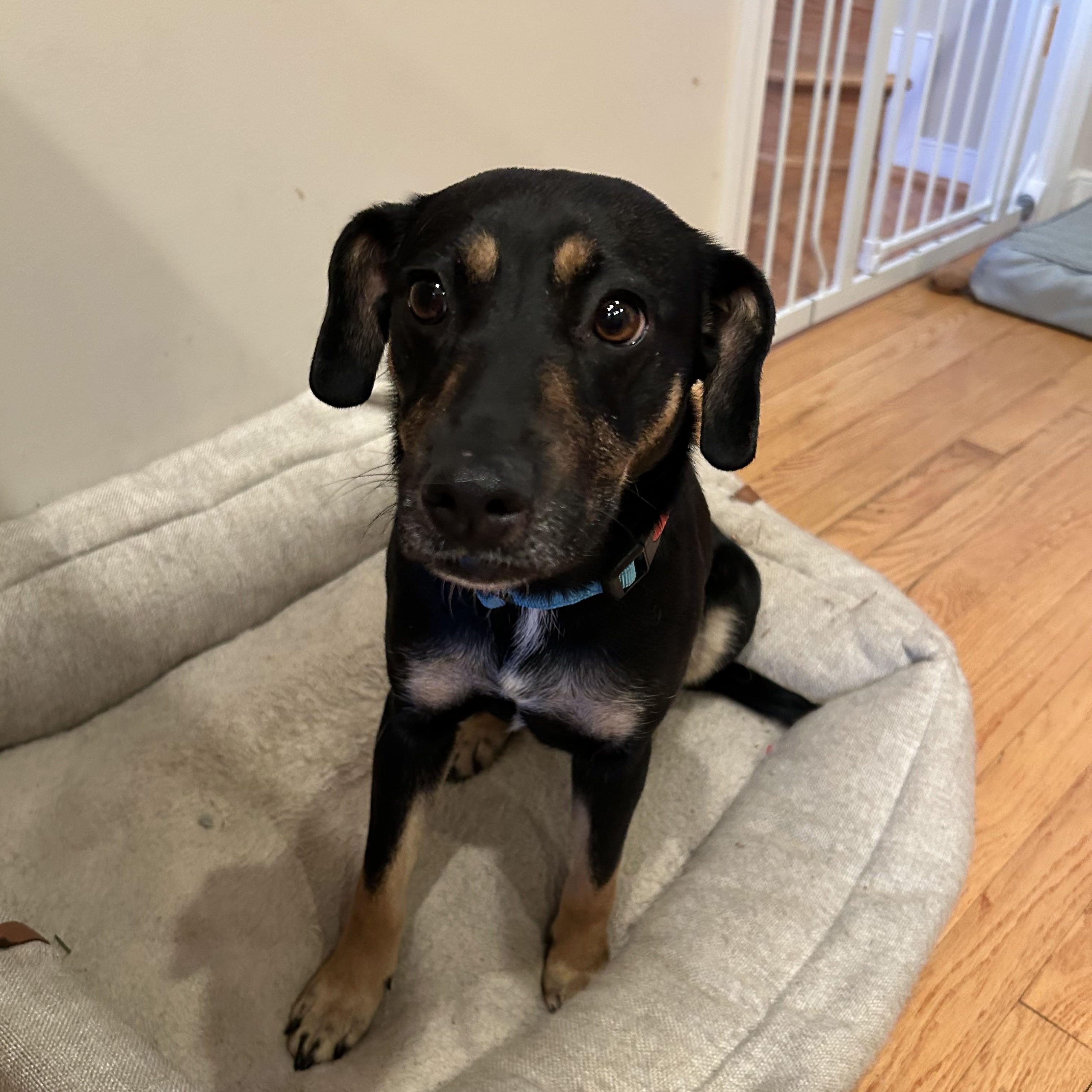 Tina, ADOPTABLE, Young Female Hound.