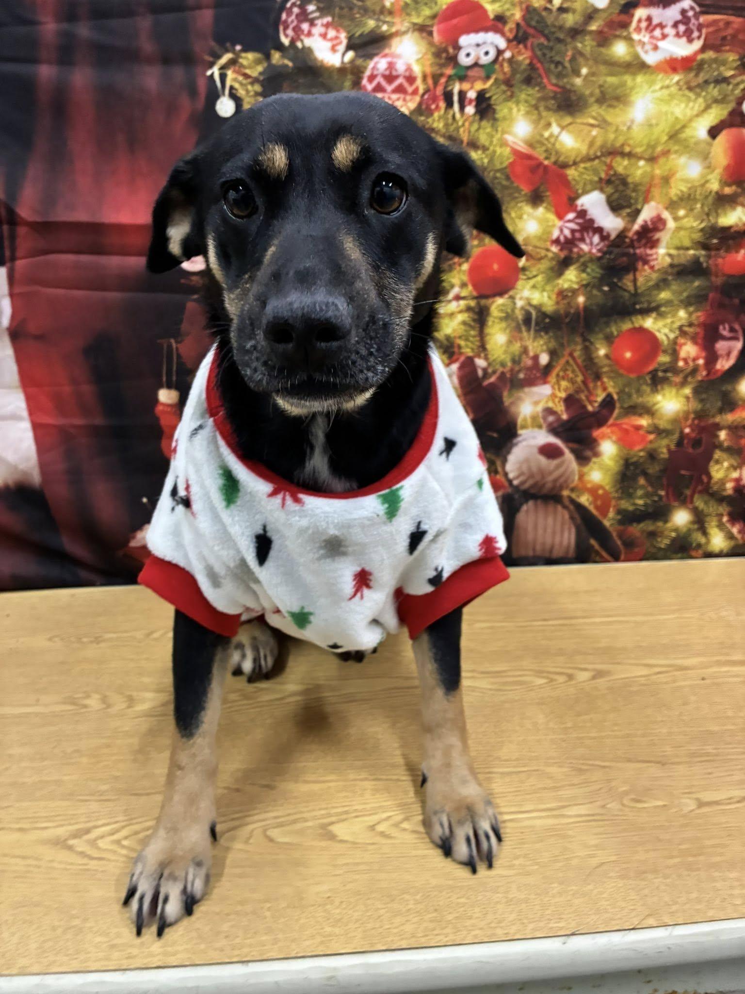 Enlarge Tina, a ADOPTABLE mixed breed in Columbia, MD image 2/3