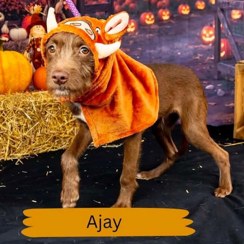 Enlarge Ajay - ADOPTED, a Adopted mixed breed in Mount Bethel, PA image 6/6