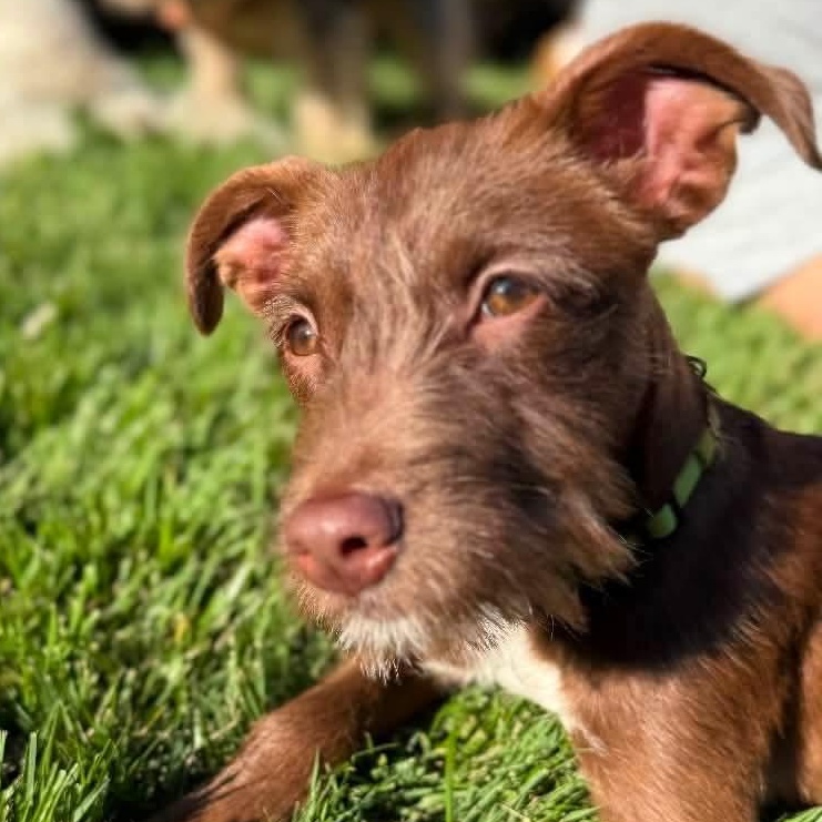 Ajay, Adoptable, Puppy Male Irish Terrier.