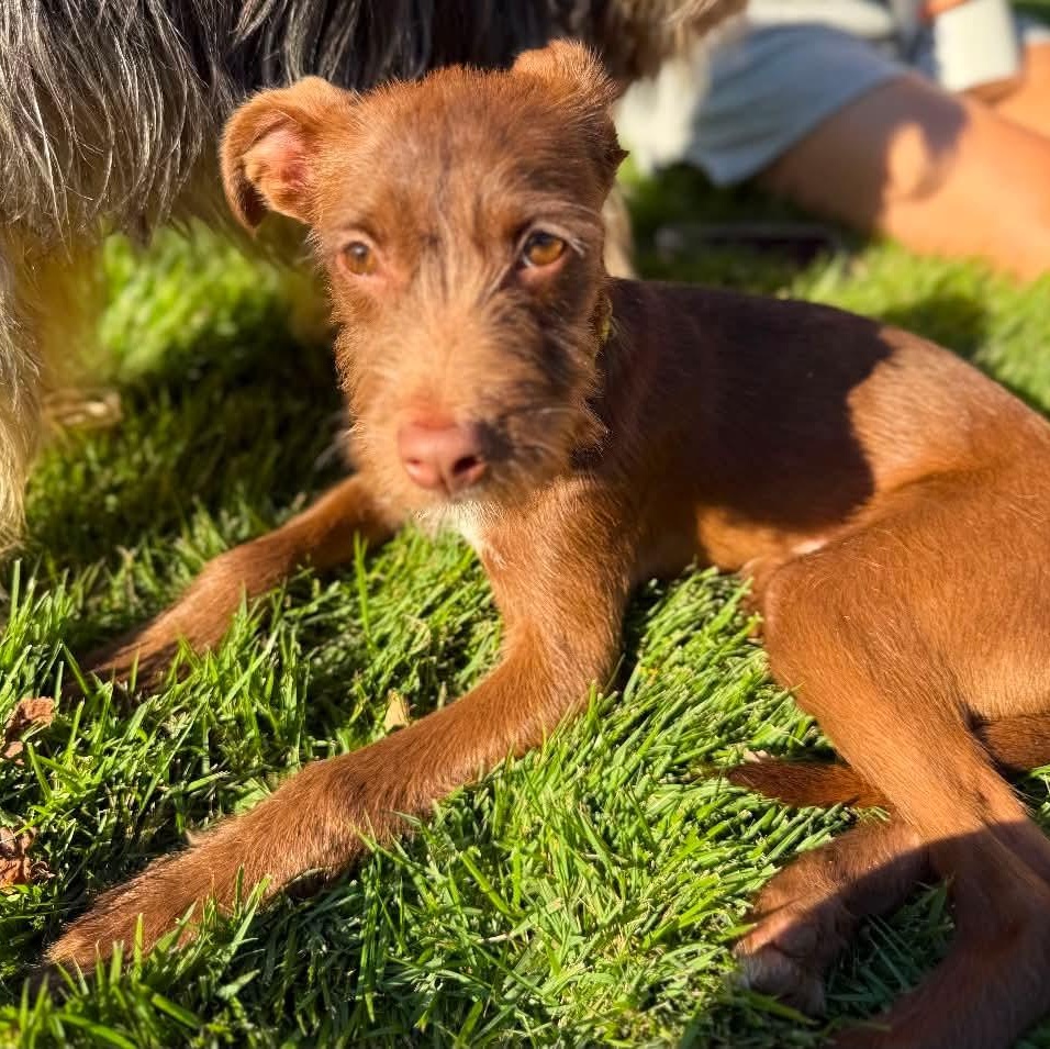 Enlarge Ajay - ADOPTED, a Adopted mixed breed in Mount Bethel, PA image 2/6