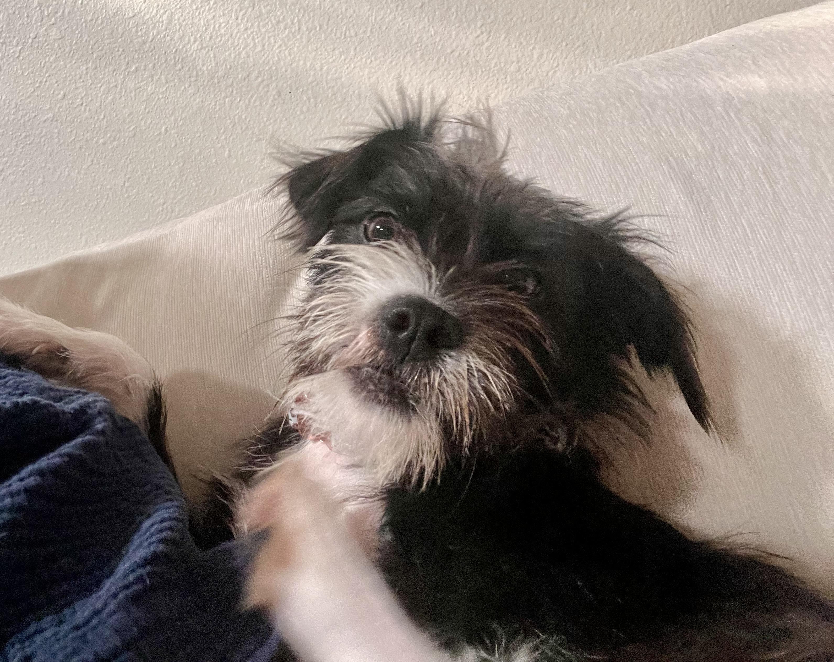 Ivy, adopted, Young Female Brussels Griffon & Boston Terrier.