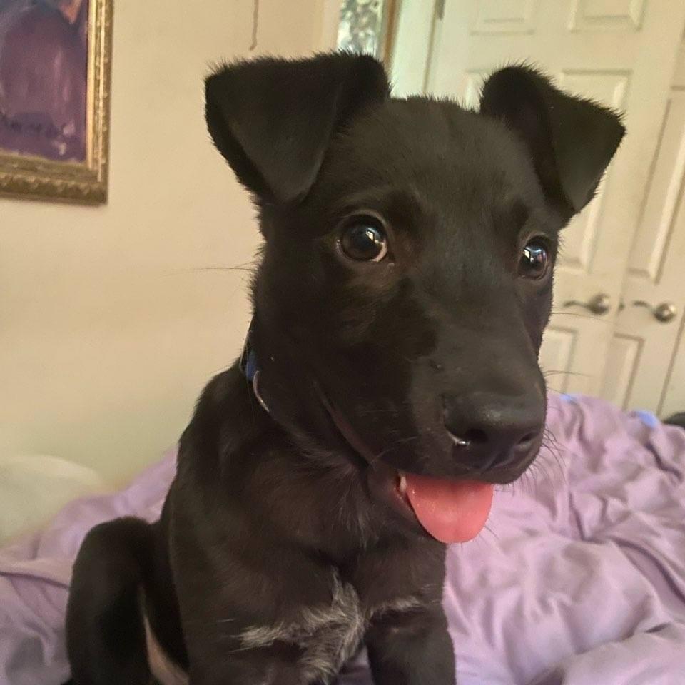 Rusty (Rocky) — thumbnail 3