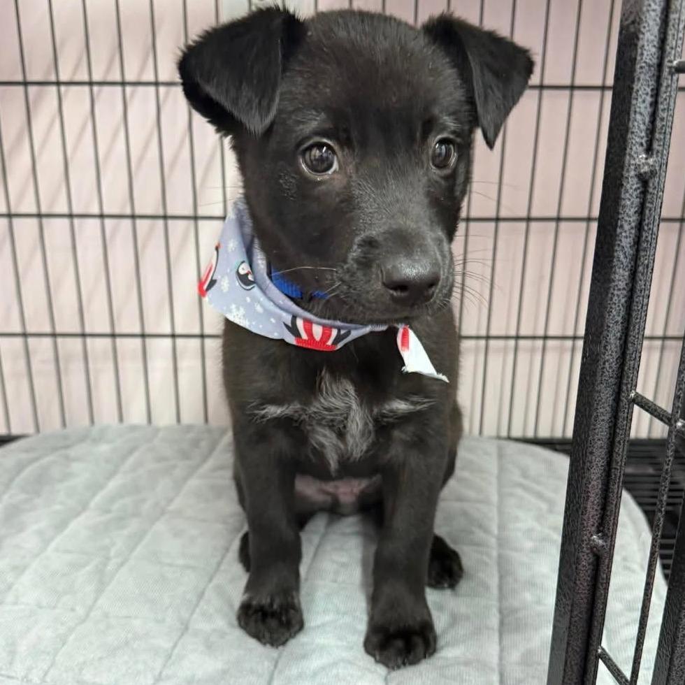 Rusty (Rocky) — thumbnail 4