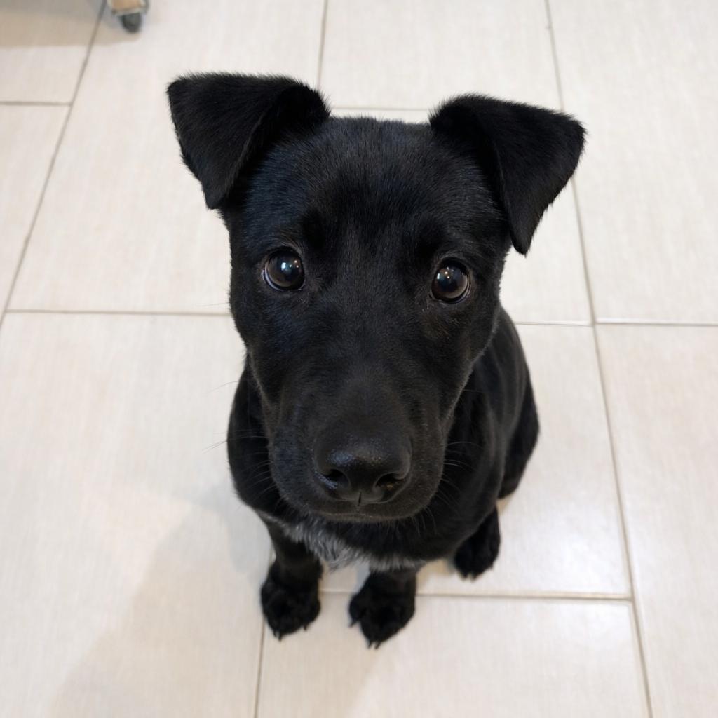 Rusty (Rocky) — thumbnail 5