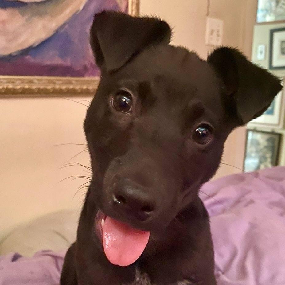 Rusty (Rocky) — thumbnail 6