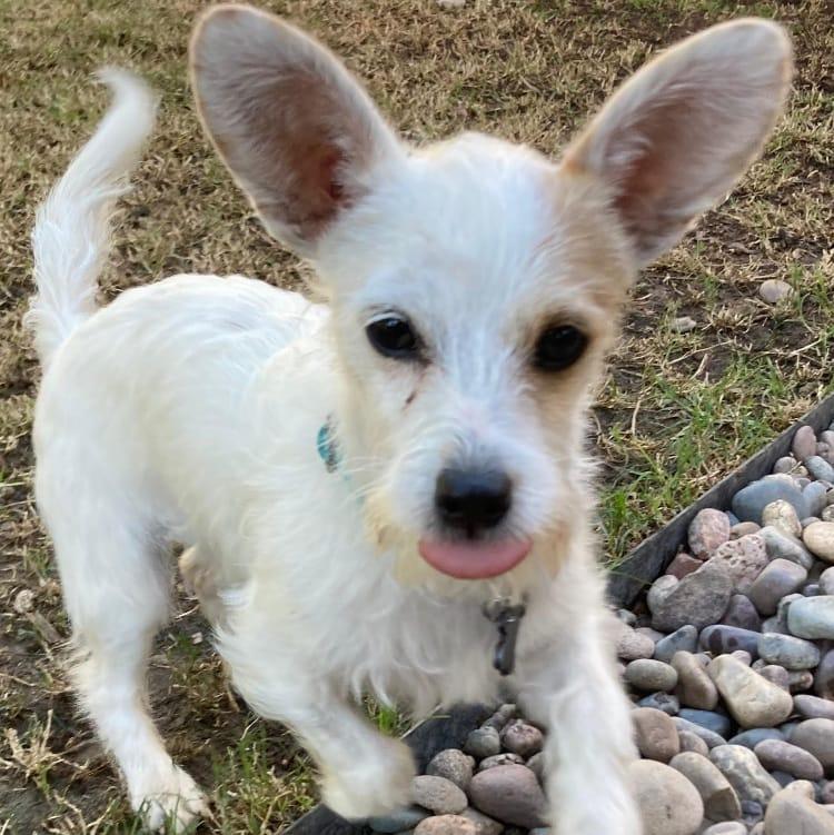 Enlarge FRANCO, an adopted mixed breed in San Juan Capistrano, CA image 3/3