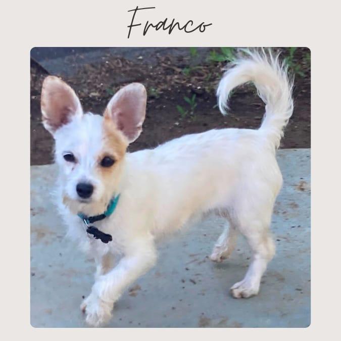 FRANCO, adopted, Young Male Jack Russell Terrier & Chihuahua.