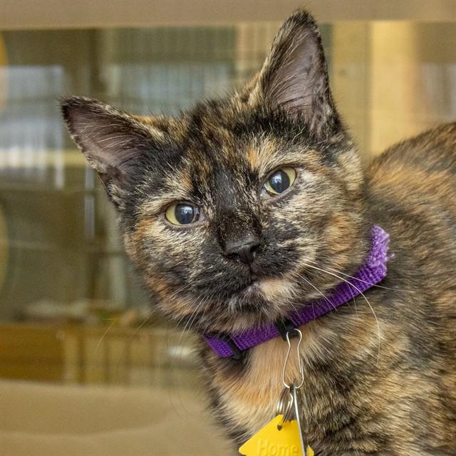 JUNIE B, Adoptable, Young Female Domestic Short Hair.