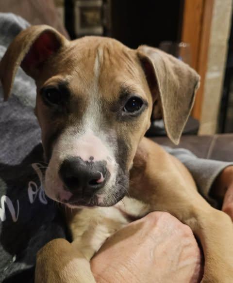 Maverick, adopted, Puppy Male Mixed Breed.