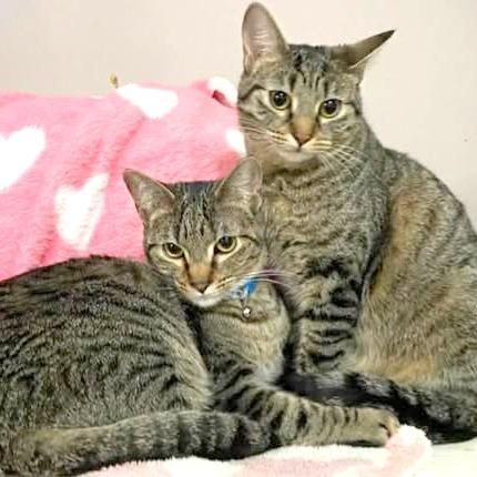 Enlarge Blossom, a Adoptable Domestic Short Hair in FAIRWAY, KS image 2/6