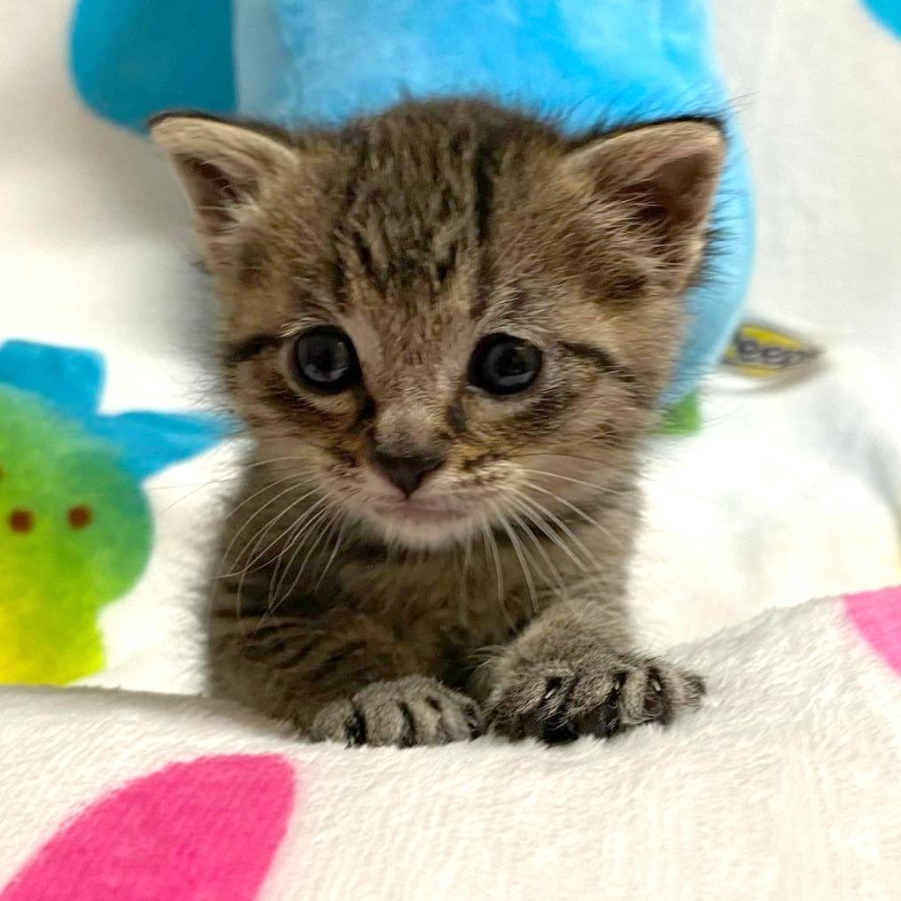 Enlarge Blossom, a Adoptable Domestic Short Hair in FAIRWAY, KS image 6/6