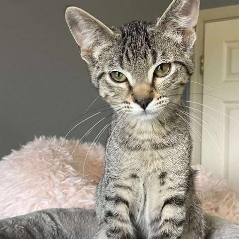 Enlarge Blossom, a Adoptable Domestic Short Hair in FAIRWAY, KS image 2/6