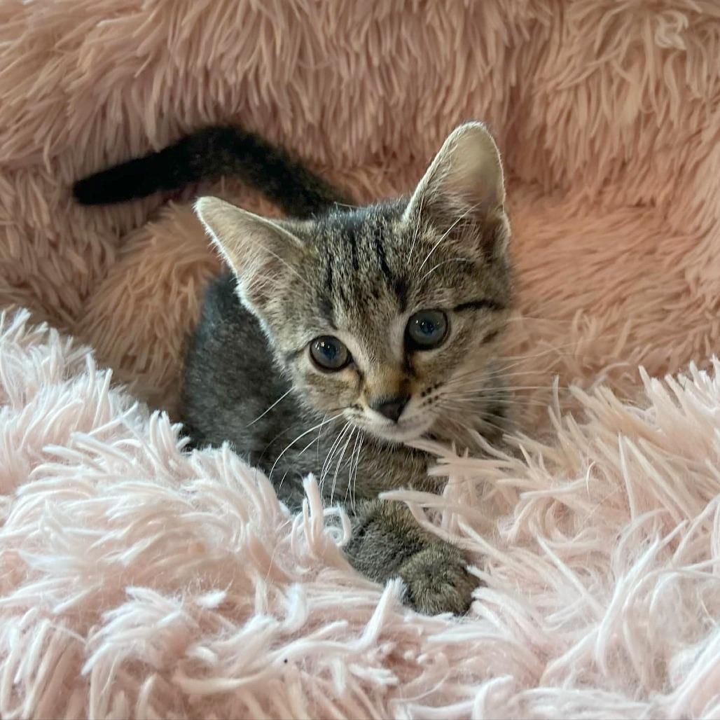 Enlarge Blossom, a Adoptable Domestic Short Hair in FAIRWAY, KS image 4/6