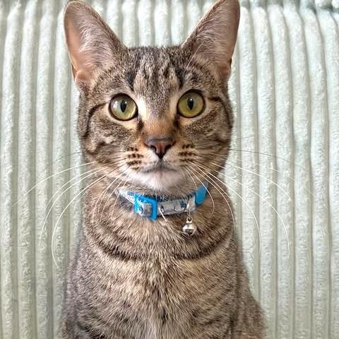 Enlarge Blossom, a Adoptable Domestic Short Hair in FAIRWAY, KS image 4/6