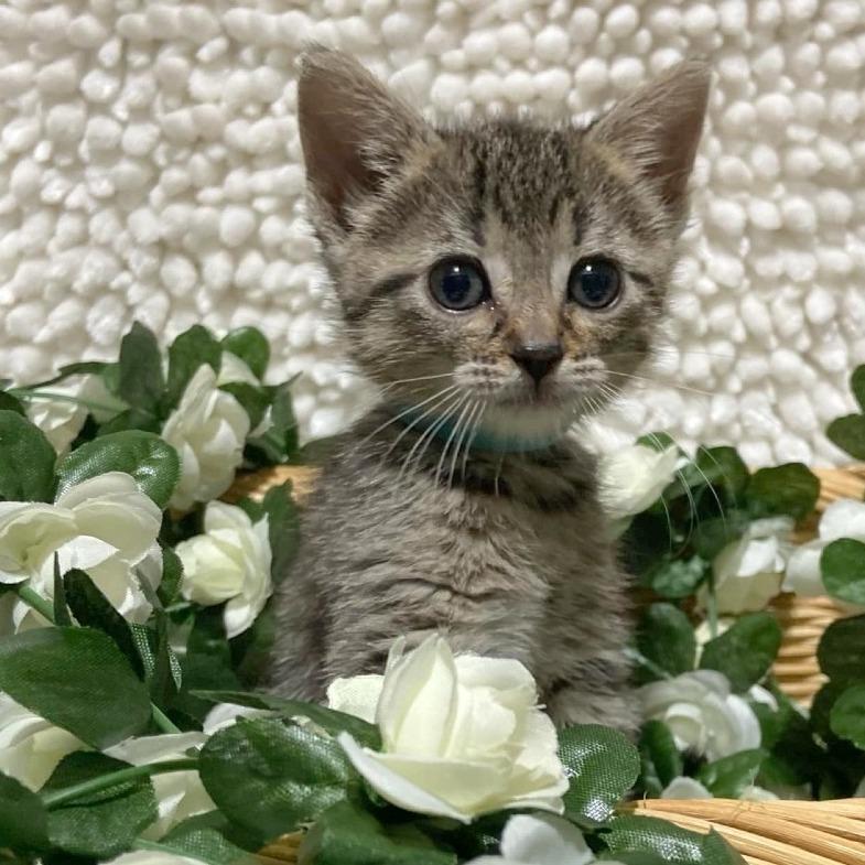 Enlarge Blossom, a Adoptable Domestic Short Hair in FAIRWAY, KS image 5/6