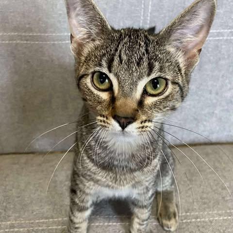 Enlarge Blossom, a Adoptable Domestic Short Hair in FAIRWAY, KS image 1/6