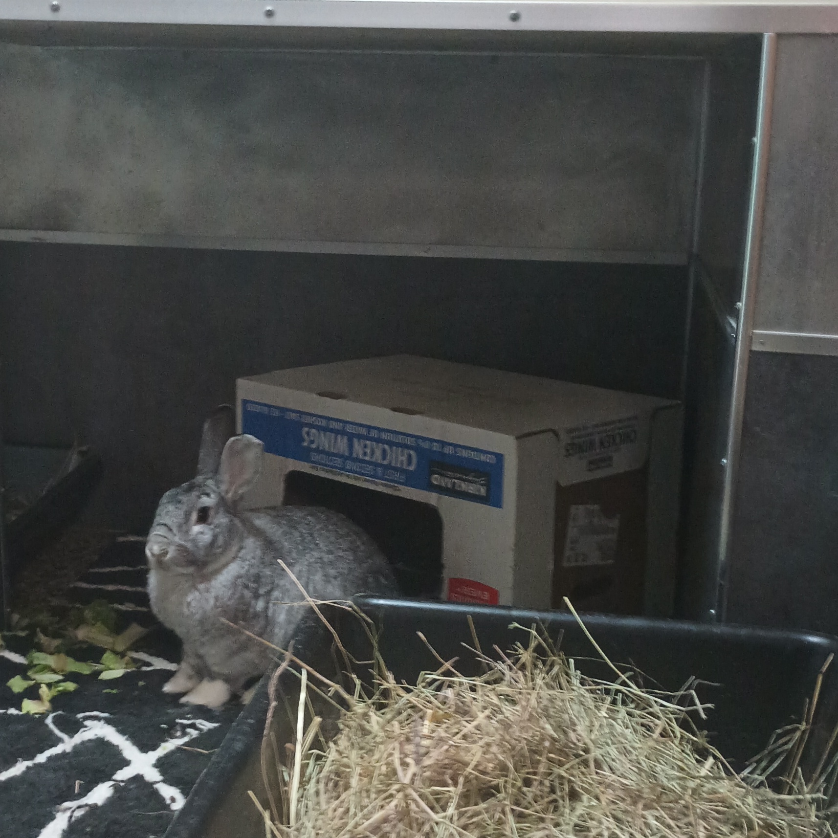 Ginger & Hi-Ho, Adoptable, Adult Male American.