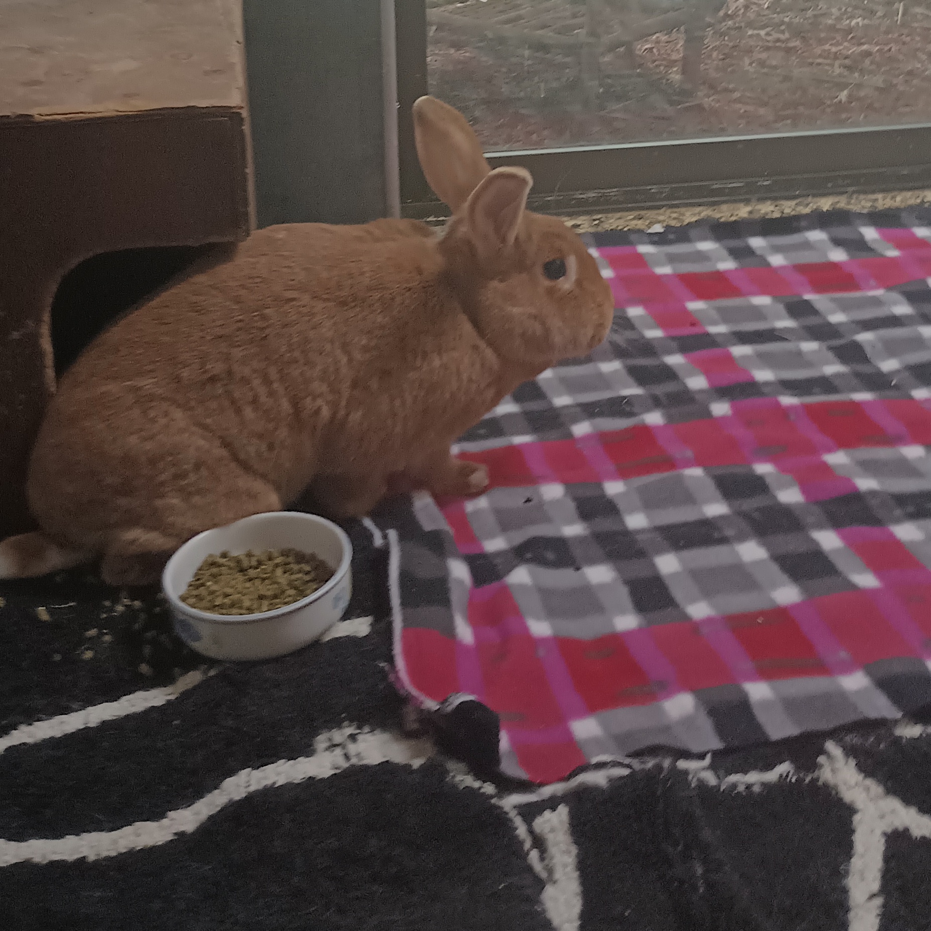 Enlarge Ginger & Hi-Ho, a Adoptable American in Gig Harbor, WA image 2/3